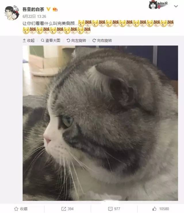 自媒体大事件,网红大v的猫狗