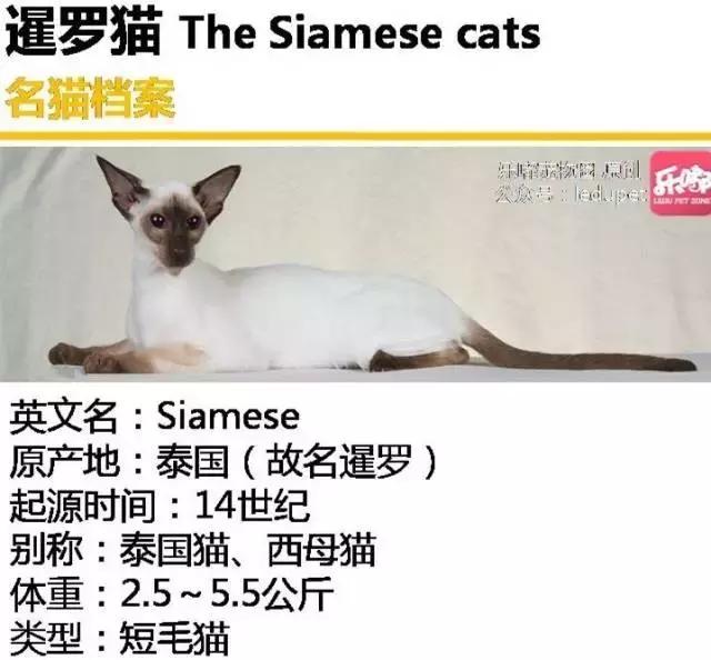 泰国贵族暹罗猫好养吗,不可替代的猫