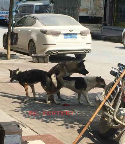 十条笑话：男人就像芒果，外表黄，里面更黄！