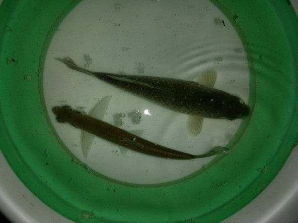 深夜垂钓星露谷,深夜垂钓