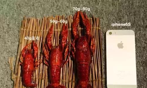 赵丽颖小龙虾夹肉,赵丽颖采访心心念念小龙虾