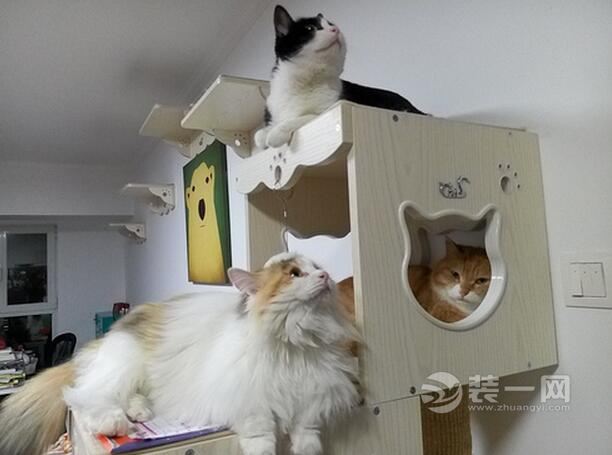 家里有猫咪应该怎么准备装修,养猫咪家里要怎么装修