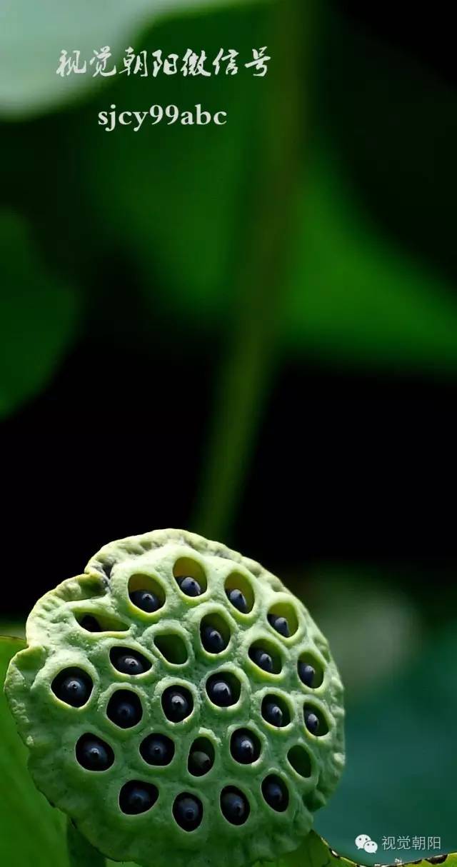荷花酒,荷花图片