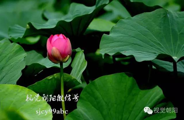 荷花酒,荷花图片