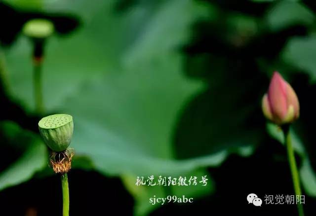 荷花酒,荷花图片