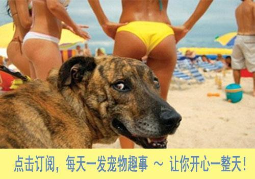 世界上最幸福的刺猬,世界上最幸福的小刺猬