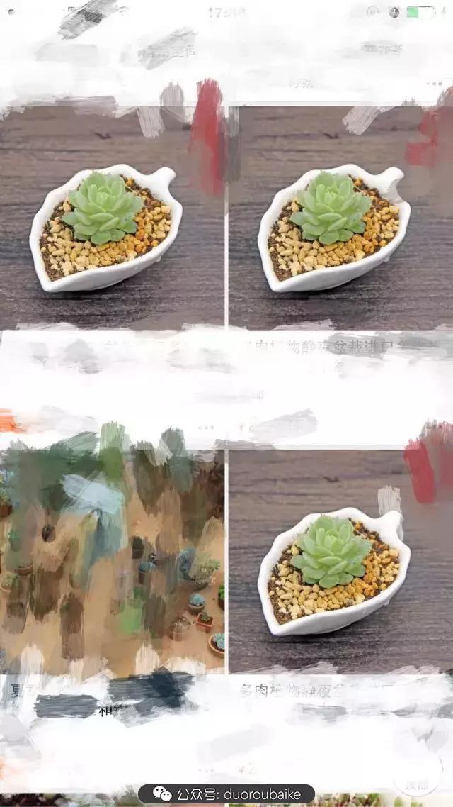 买多肉的3个雷区,某宝买的植物