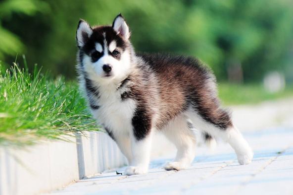 怎么抑制狗狗吠叫,怎么抑制狗激动