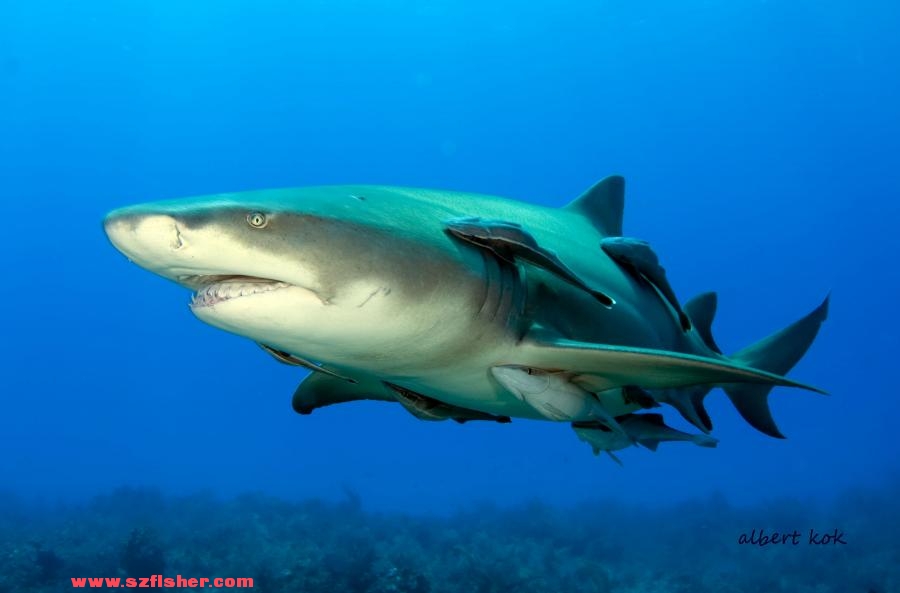 散户是不能有思想的印鱼——创建交易系统（11）