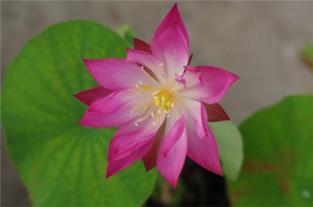 无土栽培碗莲要用什么肥,无土栽培碗莲可以养鱼吗