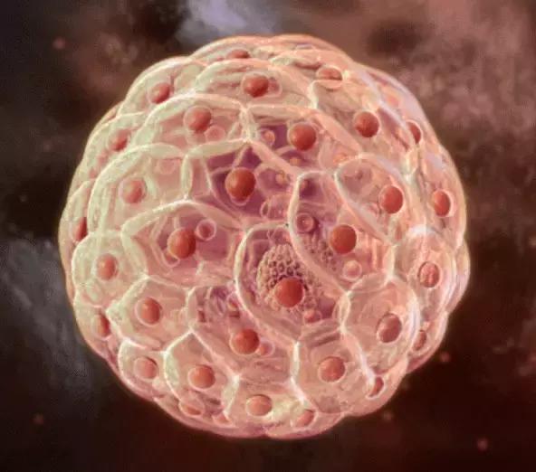 脐带干细胞应用真实案例,脐带血研究基因武器