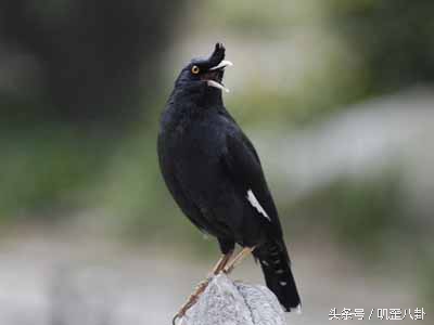 给鸟看病的医院,给鸟看病要多少钱