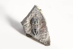 中国地质博物馆百年，这30件藏品亮瞎你的双眼