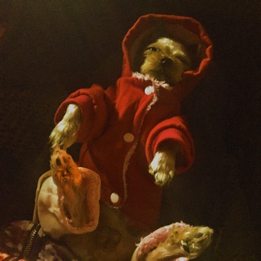 检查显示我有弓形虫抗体,结果家人还是想让我把动物送走...