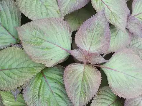 十种阳台中草药好养又实用,清热去火养肝的中草药