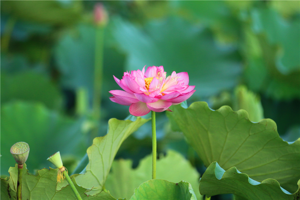 *萨特帕**一场与荷花无法拒绝的浪漫之旅