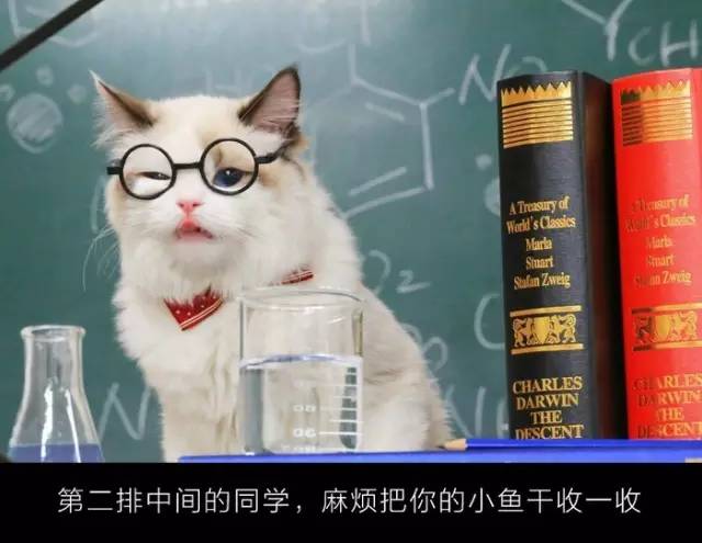 自媒体大事件,网红大v的猫狗