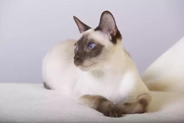 泰国贵族暹罗猫好养吗,不可替代的猫