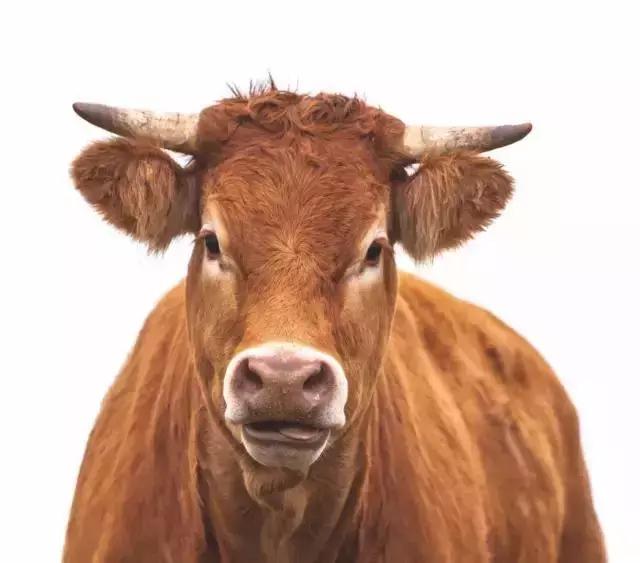 一帮吃货,一群吃货在一起会发生什么