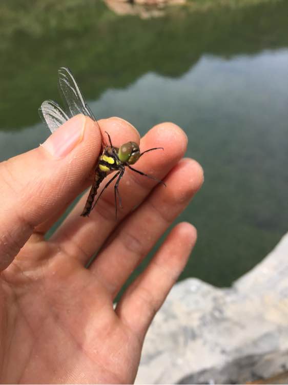 野外空手套“野鸡脖子”巨毒蛇已伏法