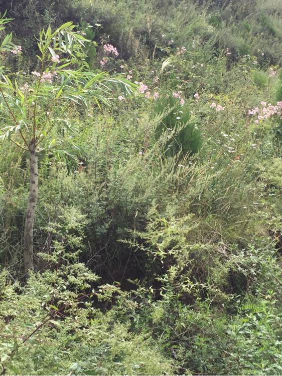 野外空手套“野鸡脖子”巨毒蛇已伏法