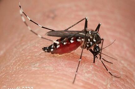 哪种血型招蚊子哪种血型不招蚊子,什么血型招蚊子什么血型不招蚊子