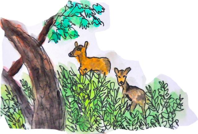 韩国济州岛旅游图片大全,济州岛手绘