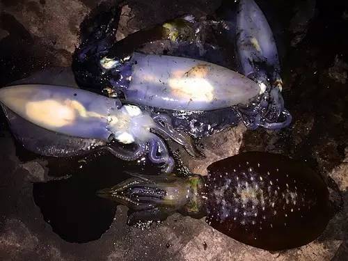 东澳岛免费钓点,东澳岛钓点攻略