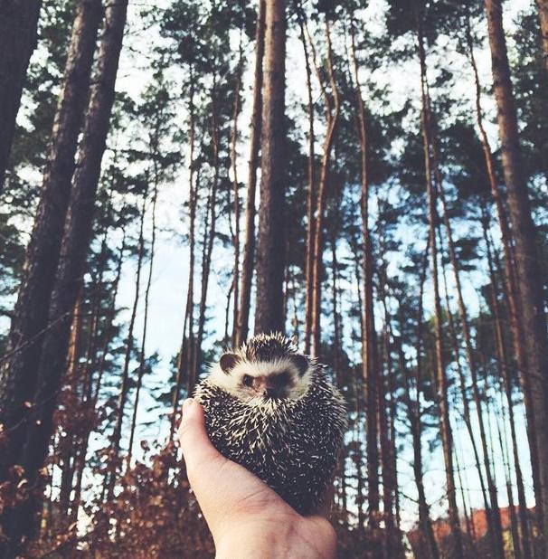 世界上最幸福的刺猬,世界上最幸福的小刺猬