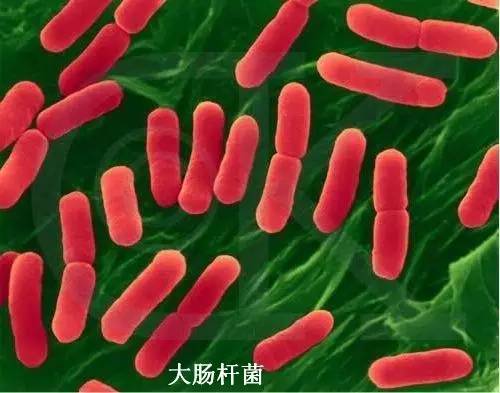 藿香正气水的妙用你真的知道吗,藿香正气水的妙用你会使用吗