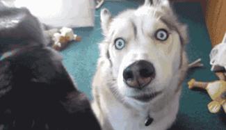 老王来了短视频,老王来了最近视频