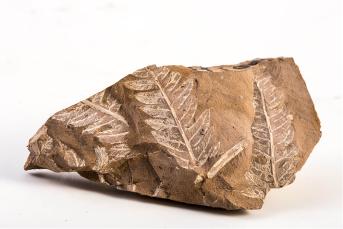 中国地质博物馆百年，这30件藏品亮瞎你的双眼