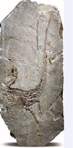 中国地质博物馆百年，这30件藏品亮瞎你的双眼