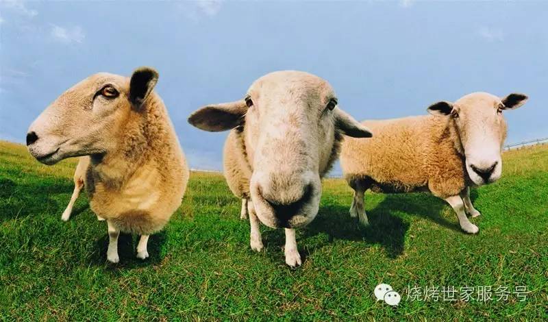 夏天吃羊肉搭配什么不上火,夏天吃羊肉会上火吗