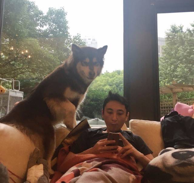 自媒体大事件,网红大v的猫狗