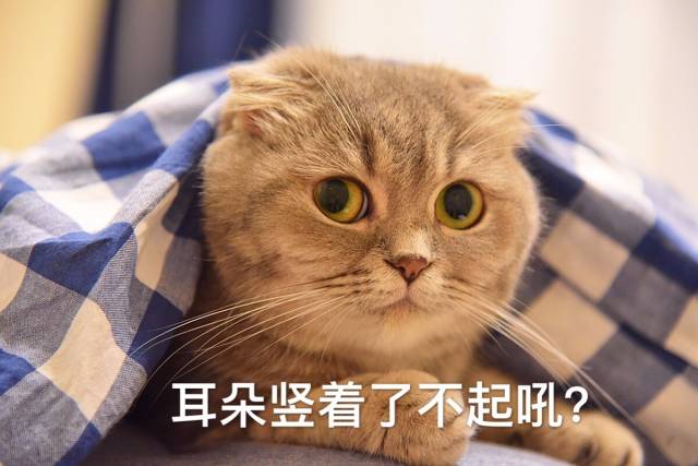 自媒体大事件,网红大v的猫狗
