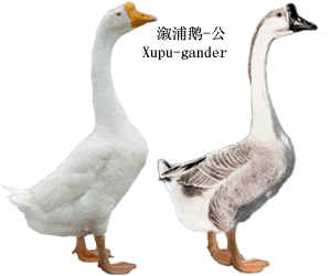 种鹅人工配种技术,母鹅人工配种技术