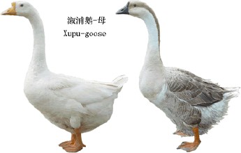 种鹅人工配种技术,母鹅人工配种技术