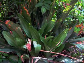 脚上长鸡眼中医偏方,脚上长鸡眼的中医治疗