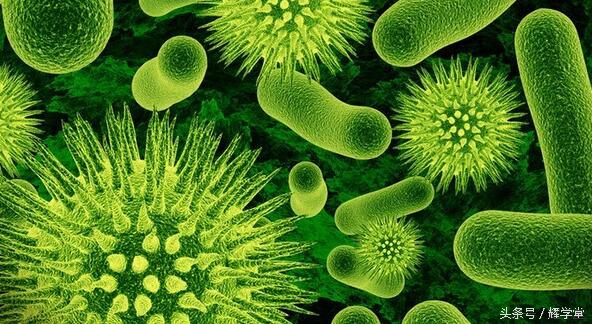 人体正常菌群的分布,对于有益的正常菌群应该加以保护