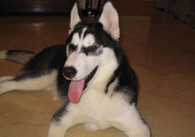 怎么抑制狗狗吠叫,怎么抑制狗激动