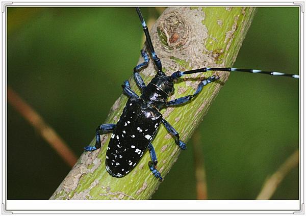 南京用长腿欧巴消灭行道树害虫