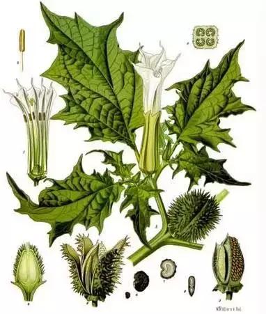 颜值平平的*疆新**路边野花，早已跻身天界神话？