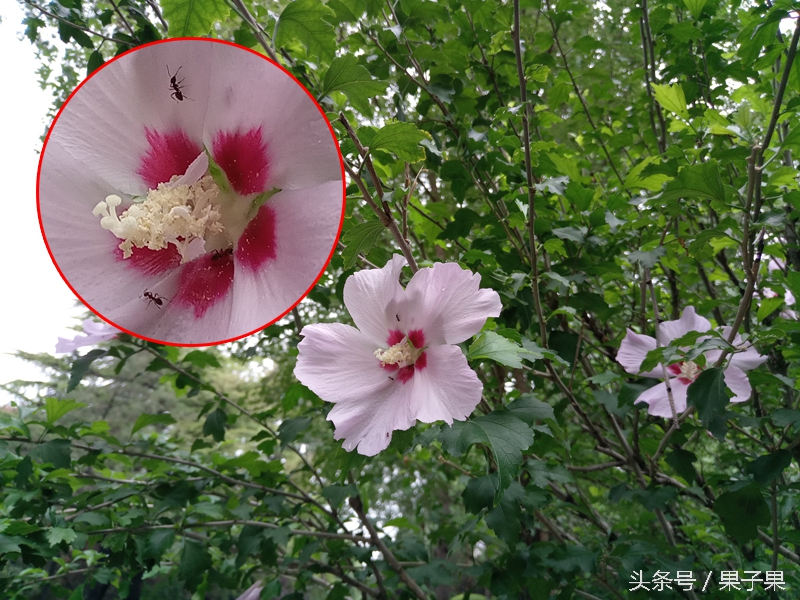 乐2pro现在还可以干什么,乐2pro手机怎么设置不卡