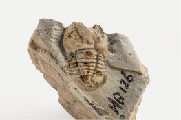 中国地质博物馆百年，这30件藏品亮瞎你的双眼