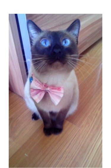 检查显示我有弓形虫抗体,结果家人还是想让我把动物送走...