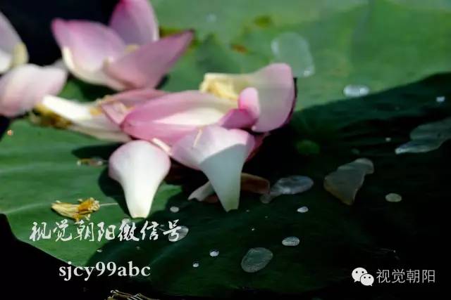 荷花酒,荷花图片