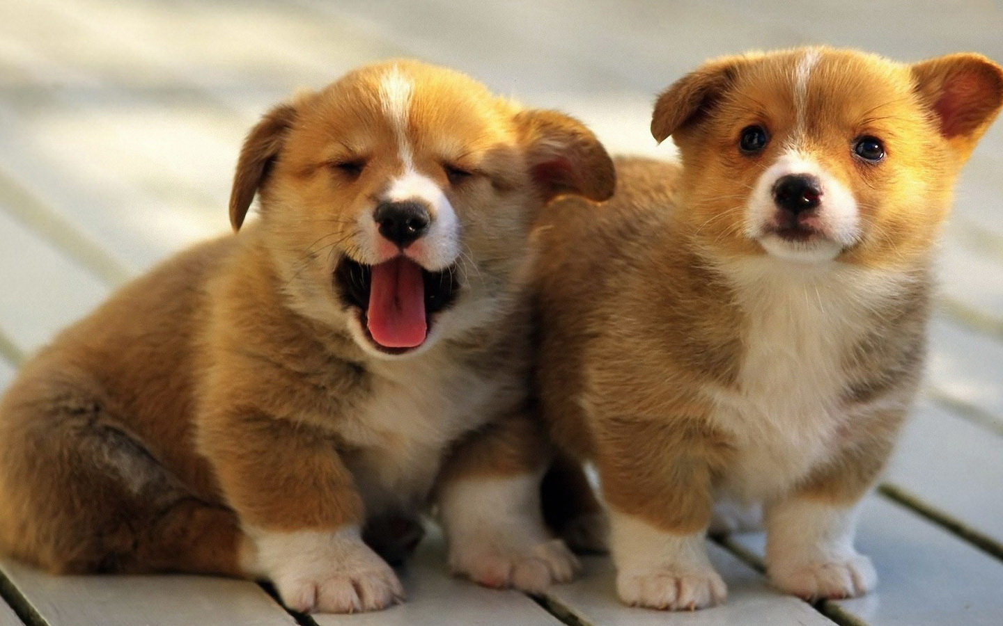 买狗粮买到问题狗粮如何维权,如何辨别劣质狗粮