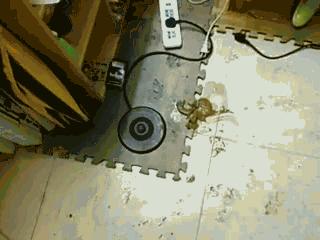 买狗粮买到问题狗粮如何维权,如何辨别劣质狗粮