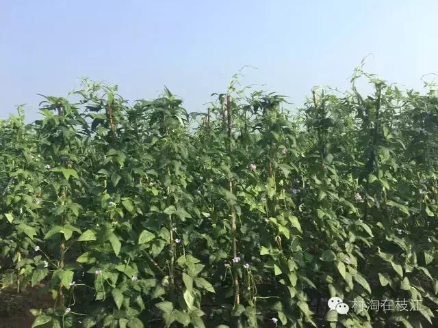 80后姑娘在农村创业,九零后农村姑娘创业故事